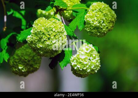 Closeup di verde idrangea o Hydrangea macrophylla fioriscono in primavera e in estate in un giardino della città. I giapponesi chiamano questo fiore Ajisai Foto Stock