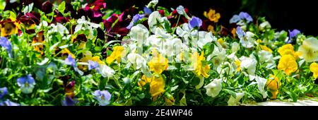 Fiori di pansies da giardino di colore porpora e bianco. Foto Stock