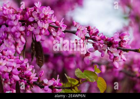 Cerci europei, o albero di Giuda, o scarlatto europeo. Primo piano di fiori rosa di Cercis siliquastrum. Cercis è un albero o arbusto, una specie del genu Foto Stock