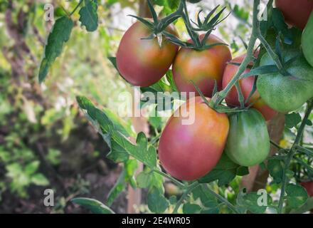 Pomodori maturi sui rami di una bussola. Foto Stock