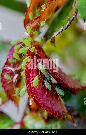 Insetti afidi verdi su foglie di rose appena crescenti Foto Stock