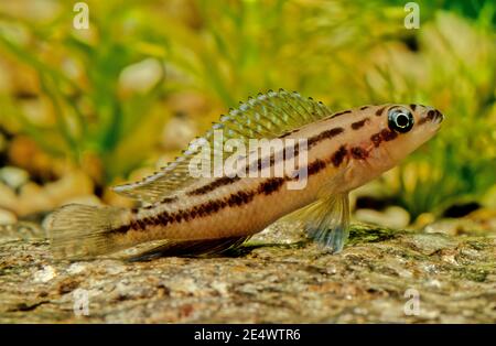 Il julie dorato (Julidochromis ornatus) è una specie di cichlid endemico del lago Tanganyika, che si trova solo nell'estremo nord e sud dello sho Foto Stock