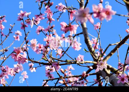 Fiori di ciliegio fioritura su albero con sfondo blu cielo Foto Stock