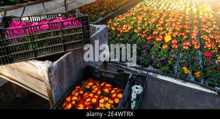 Serre per fiori in crescita. Settore florovivaismo Foto Stock