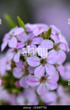 Mazzo di fiori rosa con strisce rosa, 5 cinque foglie e Centro giallo - Iberis Amara Foto Stock