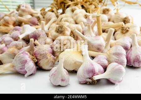 mazzo di bulbi di aglio di molte varietà Foto Stock