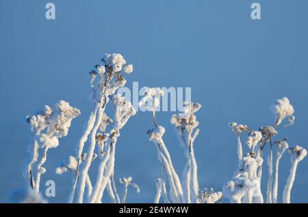 Fiori appassiti ricoperti di ghiaccio su sfondo blu Foto Stock