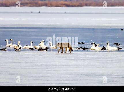 Un coyote affamato (latrani di Canis) aleggia alcuni Swans di Tundra (columbianus di Cygnus) nell'acqua a pochi piedi via a Farmington Bay WMA, Utah, USA. Foto Stock