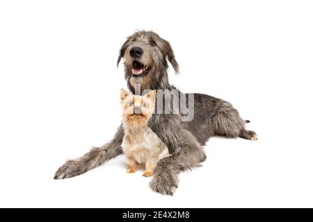 Irish Wolfhound e Yorkshire terrier di fronte a un bianco sfondo Foto Stock