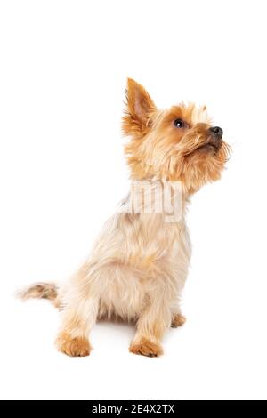 Yorkshire cane terrier di fronte a uno sfondo bianco Foto Stock