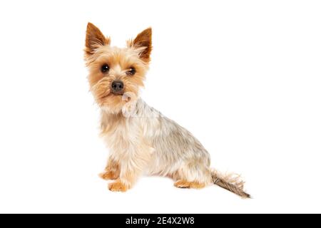 Yorkshire cane terrier di fronte a uno sfondo bianco Foto Stock