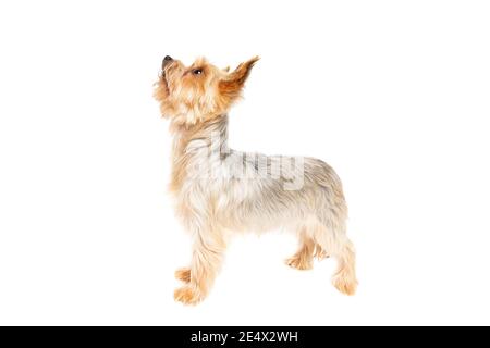 Yorkshire cane terrier di fronte a uno sfondo bianco Foto Stock