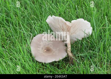 Lepista sordida, chiamato anche Rhodopaxillus sordidus e Tricholoma sordidum, blewit snello, funghi selvatici provenienti dalla Finlandia Foto Stock