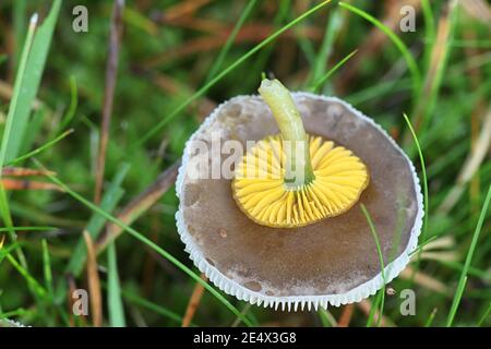 Gliophorus psittacinus, chiamato anche Hygrocybe psittacinus, comunemente noto come Parrot Toadstool o Parrot Waxcap, funghi selvatici dalla Finlandia Foto Stock