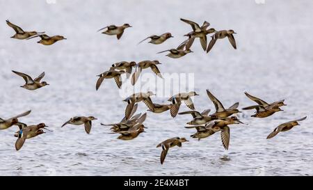 Gregge di miglionate eurasiatiche (Anas crecca) che decollare dall'habitat alimentare di Lauwersmeer. Scena faunistica in natura del Europe.Netherlands. Foto Stock