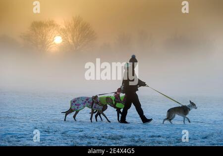 Bolton Lancashire, Inghilterra, 25 gennaio 2021. Una donna cammina i suoi cani attraverso i campi innevati di Leverhulme Park a Bolton come il sole sorge dietro di lei su un freddo un inizio ghiacciato alla nuova settimana. Credit: Paul Heyes/Alamy Live News Foto Stock