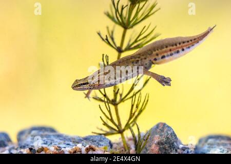 Palmate newt (Lissotriton helveticus) colorato acquatico anfibio maschio nuoto in acqua dolce habitat di stagno. Fauna selvatica scena subacquea di animale in n Foto Stock