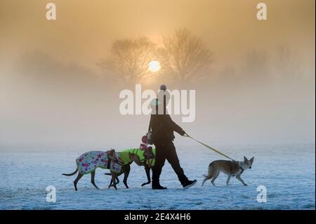 Bolton Lancashire, Inghilterra, 25 gennaio 2021. Una donna cammina i suoi cani attraverso i campi innevati di Leverhulme Park a Bolton come il sole sorge dietro di lei su un freddo un inizio ghiacciato alla nuova settimana. Credit: Paul Heyes/Alamy Live News Foto Stock