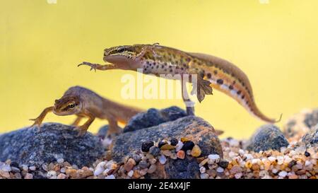 Palmate newt (Lissotriton helveticus) coppia anfibi acquatici colorati che nuotano in habitat d'acqua dolce dello stagno. Fauna selvatica scena subacquea di animale in n Foto Stock