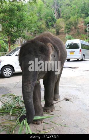 PHUKET, THAILANDIA-7 APRILE: Baby Elephant incatenato per ottenere soldi da tourists.April 7,2016 a Phuket, Thailandia. Foto Stock