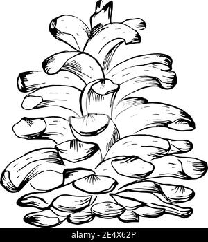 Una serie di schizzi con diverse conchiglie. Disegno a mano libera, colore nero su sfondo bianco. Oggetto modificabile. Illustrazione Vettoriale