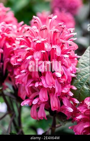 Justicia carnea una pianta arbusto sempreverde in fiore d'estate con un fiore rosa in estate comunemente noto come Plume brasiliano, foto d'inventario Foto Stock