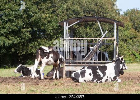 Le giovenche di Holstein che si trovano e che pascolano vicino ad un alimentatore in un Campo in Bretagna Foto Stock