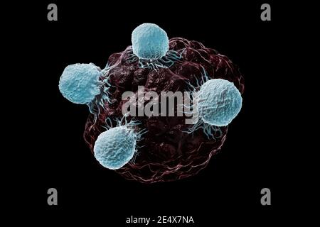 I globuli bianchi, i linfociti T o i killer naturali T attaccano una cellula cancerosa o infetta 3D rendendo illustrazione isolata su sfondo nero. Scie Foto Stock