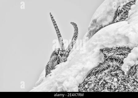 Il re delle Alpi montagne su terreni estremi (Capra ibex) Foto Stock