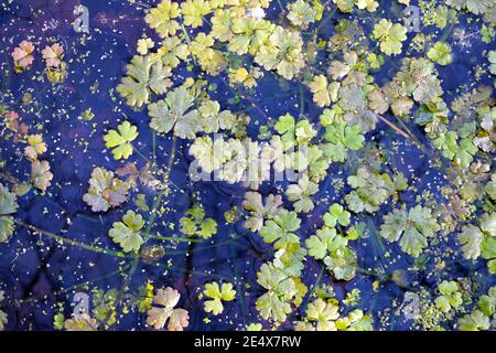Piante che crescono in acqua in uno stagno. Foto Stock