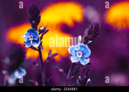 Due fiori Veronica Chamadris di blu su sfondo giallo-violetto. Foto Stock