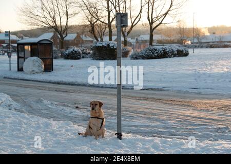 Coalville, Leicestershire, Regno Unito. 25 gennaio 2021. Meteo nel Regno Unito. Un cane attende il suo proprietario fuori da un negozio dopo la CountyÕs nevicata più pesante dal 2012. Credit Darren Staples/Alamy Live News. Foto Stock