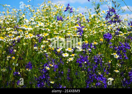 Bello sfondo di erbe medicinali camomilla e fiori blu nel campo. Foto Stock