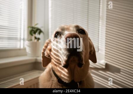 Ombra che cade sul simpatico labrador Retriever a casa. Ritratto del vecchio cane alla luce del mattino. Foto Stock