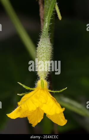 Primo piano dell'ovaio del cetriolo su uno sfondo sfocato. Agricoltura. Coltivazione del raccolto Foto Stock