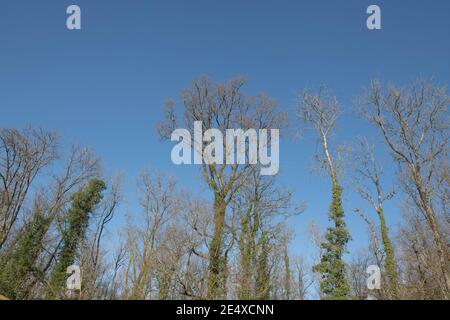 Inverno Woodland Paesaggio di alberi di cenere (Fraxinus excelsior) con un cielo blu luminoso sfondo che cresce in una foresta rurale in Devon, Inghilterra, UK Foto Stock