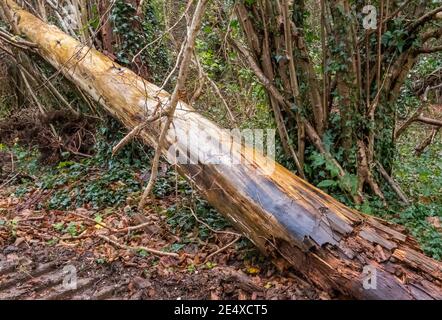 un albero è caduto sopra e atterrato su alberi adiacenti e boccole Foto Stock