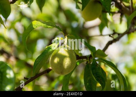 Pesca verde non matura su un ramo del giardino. Primo piano della consistenza soffice delle pesche. Sfondo verde fogliame, sfondo sfocato, messa a fuoco selettiva Foto Stock