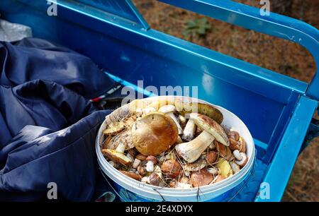 Funghi Boletus sporchi e non pelati in secchio di plastica. Raccolta di funghi selvatici nella foresta d'autunno. Nome di famiglia Boletaceae, nome scientifico Boletus edulis Foto Stock