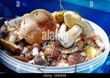 Funghi Boletus sporchi e non pelati in secchio di plastica. Raccolta di funghi selvatici nella foresta d'autunno. Nome di famiglia Boletaceae, nome scientifico Boletus edulis Foto Stock