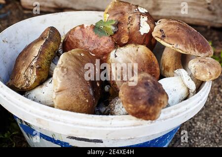 Funghi Boletus e Suillus sporchi e non pelati in secchio. Raccolta di funghi selvatici nella foresta d'autunno. Vista dall'alto Foto Stock