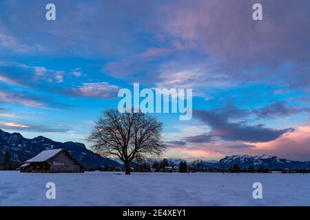 Tenera alba colorata nella valle del Reno. Schöner Sonnenaufgang im Rheintal. Fienile e albero singolo su campo innevato. Stadel und einzelner Baum. Austria Foto Stock