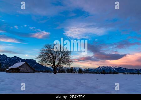 Tenera alba colorata nella valle del Reno. Schöner Sonnenaufgang im Rheintal. Fienile e albero singolo su campo innevato. Stadel und einzelner Baum. Austria Foto Stock