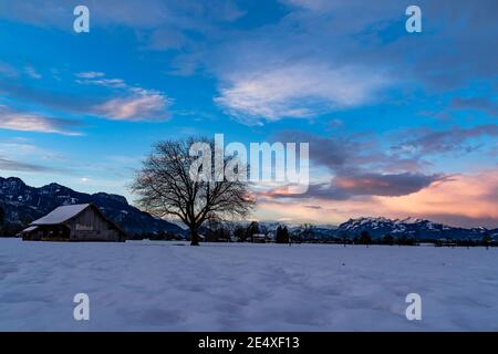 Tenera alba colorata nella valle del Reno. Schöner Sonnenaufgang im Rheintal. Fienile e albero singolo su campo innevato. Stadel und einzelner Baum. Austria Foto Stock