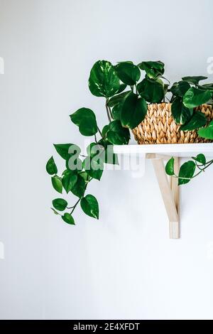 Pianta di casa interna di marmo di pothos su ripiano bianco Foto Stock