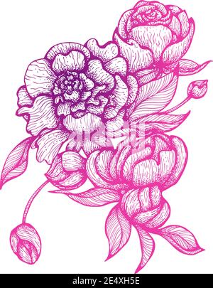 Illustrazione vettoriale in stile line art. Bouquet di fiori di pony isolati su sfondo bianco. Immagine botanica disegnata a mano Illustrazione Vettoriale