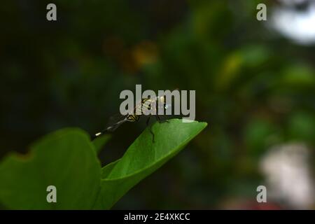 Libellula verde mangiare una mosca come preda Foto Stock