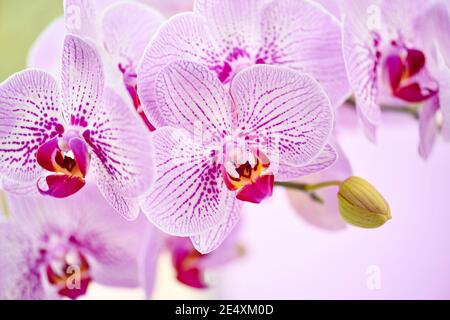 Bellissimi fiori di orchidee su sfondo rosa. Sfondo floreale Foto Stock