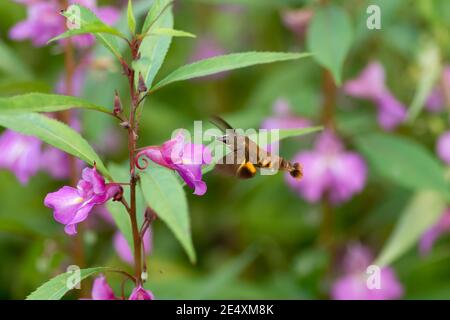 Un falco-falco di colibrì (Macroglossum stellatarum), sorseggiando nettare dai fiori mentre ancora in volo. Foto Stock