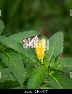 Una farfalla di Grass Demon (Udaspes folus), riposante comodamente sulle foglie e sorseggiando nettare da un fiore giallo nel giardino. Foto Stock